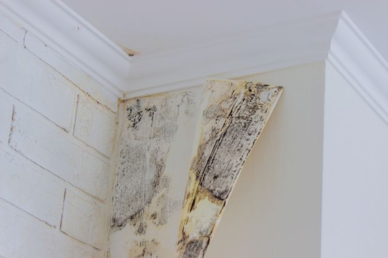 Attic Mold Removal in Broward County, FL