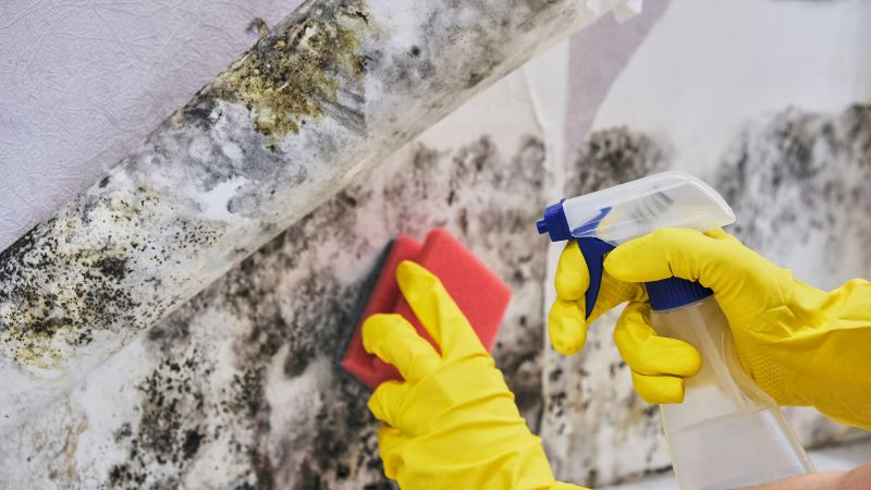 Black Mold Removal in Essex County, NJ