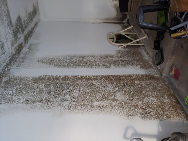 Mold Assessment