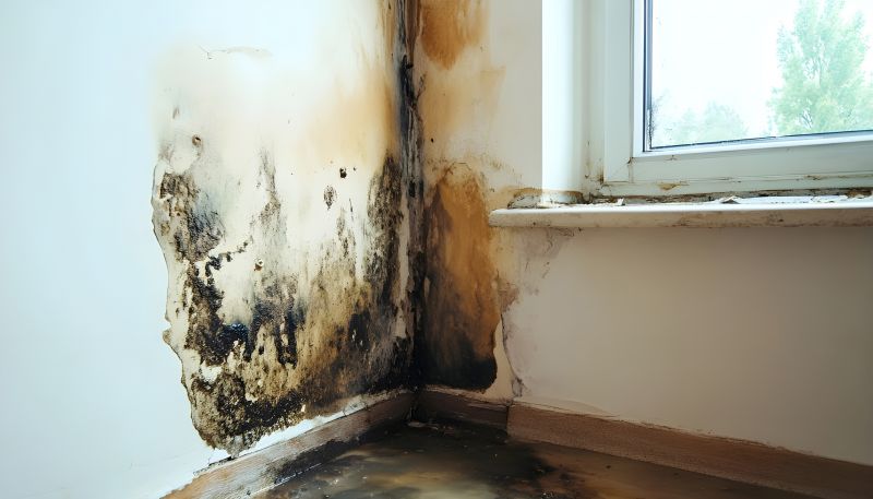 Mold Treatment Service in Fort Lauderdale, FL